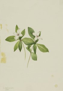 Bunchberry (Cornus canadensis) af Mary Vaux Walcott
