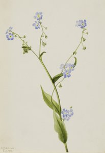 Bur-forglem-mig-ej Lappula diffusa, 1903. af Mary Vaux Walcott
