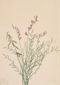 Burgess Milkvetch Astragalus bourgovii, 1922. af Mary Vaux Walcott
