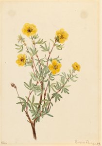 Bush Cinquefoil Potentilla fruticosa, 1917. af Mary Vaux Walcott