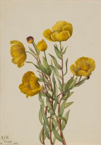 Buskvalmue (Dendromecon rigidum) af Mary Vaux Walcott