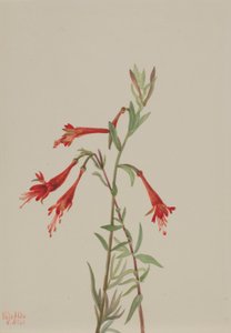 Californisk fuschia (Zauschneria californica) af Mary Vaux Walcott