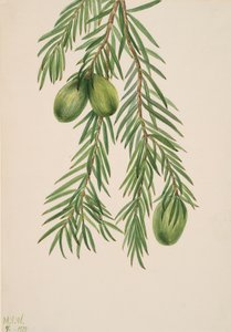 Californien Muskatnød Tumion californicum, 1929. af Mary Vaux Walcott