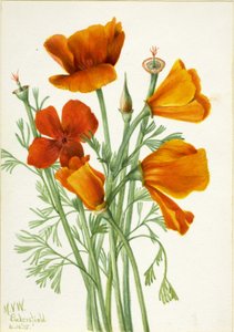 Californisk valmue (Eschscholtzia californica) af Mary Vaux Walcott