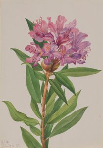California Rose-Bay Rhododendron californicum, 1933. af Mary Vaux Walcott