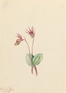 Calypso (Cytherea bulbosa) af Mary Vaux Walcott