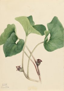 Vild ingefær fra Canada (Asarum canadense) af Mary Vaux Walcott