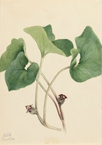 Canada Wild Ginger Asarum canadense, 1920.