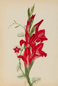 Cannas og Cypress Vine Canna arter og Ipomoea quamoclit, 1877. af Mary Vaux Walcott