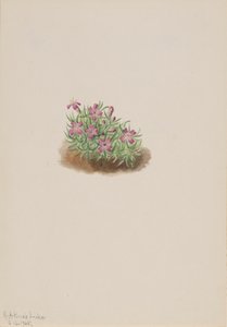 Gulvtæppe Pink Silene acaulis, 1905. af Mary Vaux Walcott