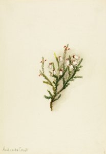 Cassiope Cassiope mertensiana, ca. 1900-1905. af Mary Vaux Walcott