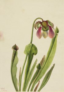 Catesby Pitcherplant Sarracenia catesaei, 1929. af Mary Vaux Walcott