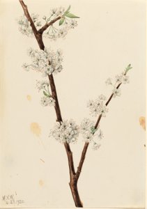 Chickasaw-blomme (Prunus angustifolia) af Mary Vaux Walcott