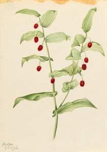 Snoet stilk (Streptopus amplexifolius) af Mary Vaux Walcott
