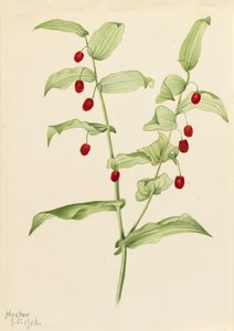 Snoet stilk Streptopus amplexifolius, 1916. af Mary Vaux Walcott
