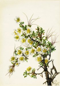 Cliffrose Cowania stansburiana, 1934. af Mary Vaux Walcott