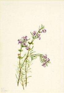 Conradina verticillata, 1934. af Mary Vaux Walcott