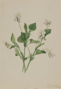 Flødeviol (Viola striata) af Mary Vaux Walcott