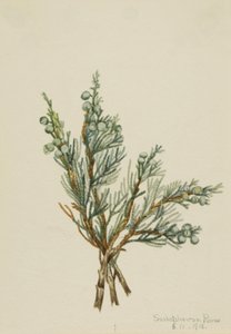Krybende Juniper Juniperus horizontalis, 1918. af Mary Vaux Walcott