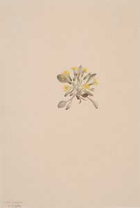Elegante crepes, 1904. af Mary Vaux Walcott