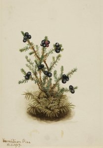 Black Crowberry, 1917. af Mary Vaux Walcott