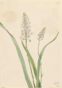 Crowpoison Chrosperma muscaetoxicum, 1921. af Mary Vaux Walcott