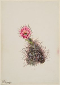 Agurkaktus, 1939. af Mary Vaux Walcott
