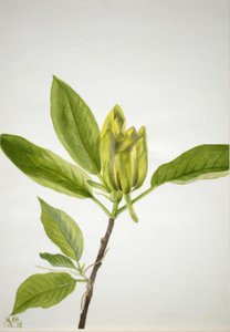 Agurketræ (Magnolia scuminata) af Mary Vaux Walcott