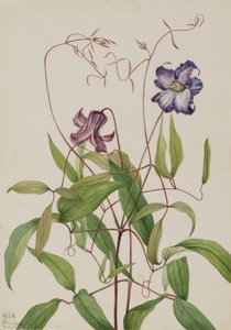 Krøllet klematis (Clematis crispa) af Mary Vaux Walcott