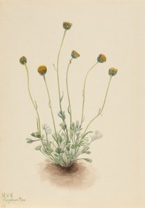 Cut Leaf Fleabane Erigeron tændstik nøgen, 1921. af Mary Vaux Walcott