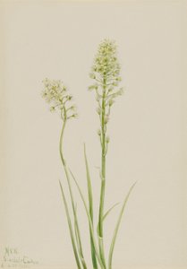 Dødskamæle (Zygadenus venenosus) af Mary Vaux Walcott