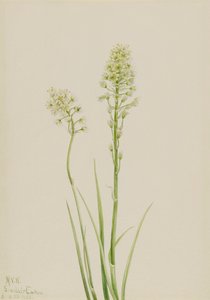 Døden Camas Zygadenus giftig, 1923. af Mary Vaux Walcott