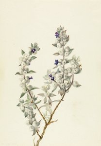 Salvie fra Death Valley (Salvia funerea) af Mary Vaux Walcott