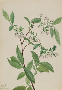 Deerberry Polycodium stamineum, 1922. af Mary Vaux Walcott