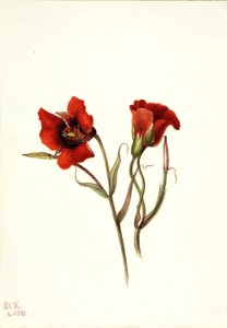 Ørkenmariposa (Calochortus kennedyi) af Mary Vaux Walcott