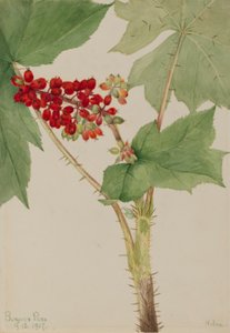 Djævleklump (Echinopanax horridum) af Mary Vaux Walcott