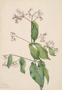 Dogbane Apocyum androsaemfolium, 1919. af Mary Vaux Walcott