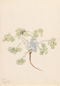 Dobbelt blærerod (Physaria didymocarpa) af Mary Vaux Walcott