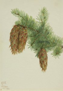Douglas Gran Pseudotsuga mucronata, 1923. af Mary Vaux Walcott