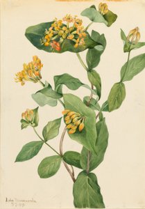 Douglas-kaprifolium (Lonicera glaucescens) af Mary Vaux Walcott