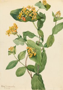 Douglas Honeysuckle Lonicera glaucescens, 1919. af Mary Vaux Walcott