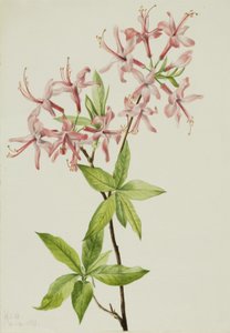 Dunet Pinxter Bloom Azalea rosea, 1923. af Mary Vaux Walcott