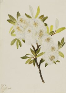 Drummond Willow Salix drummondiana, 1921. af Mary Vaux Walcott