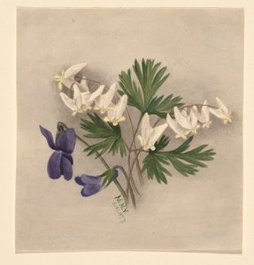 Hollænderbukser (Bikukulla cucullaria) af Mary Vaux Walcott