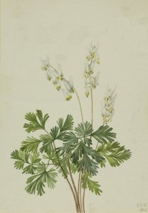 hollænderbukser bicullære, af Mary Vaux Walcott