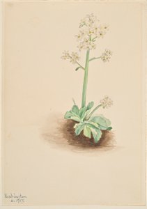 Tidlig stenbræk (Saxifraga virginiensis) af Mary Vaux Walcott