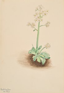 Tidlig Saxifrage Saxifraga virginiensis, 1917. af Mary Vaux Walcott