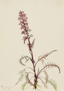 Elefanthoved (Pedicularis groenlandica)