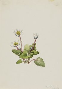Elgslide (Caltha leptosepala) af Mary Vaux Walcott