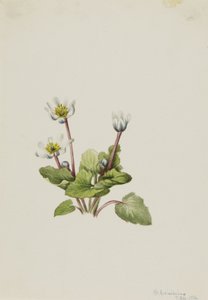 Elkslip Caltha leptosepala, 1916. af Mary Vaux Walcott